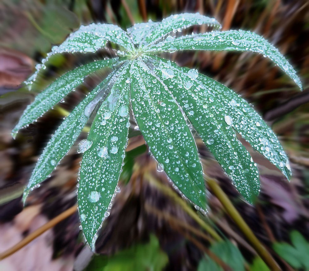Frost