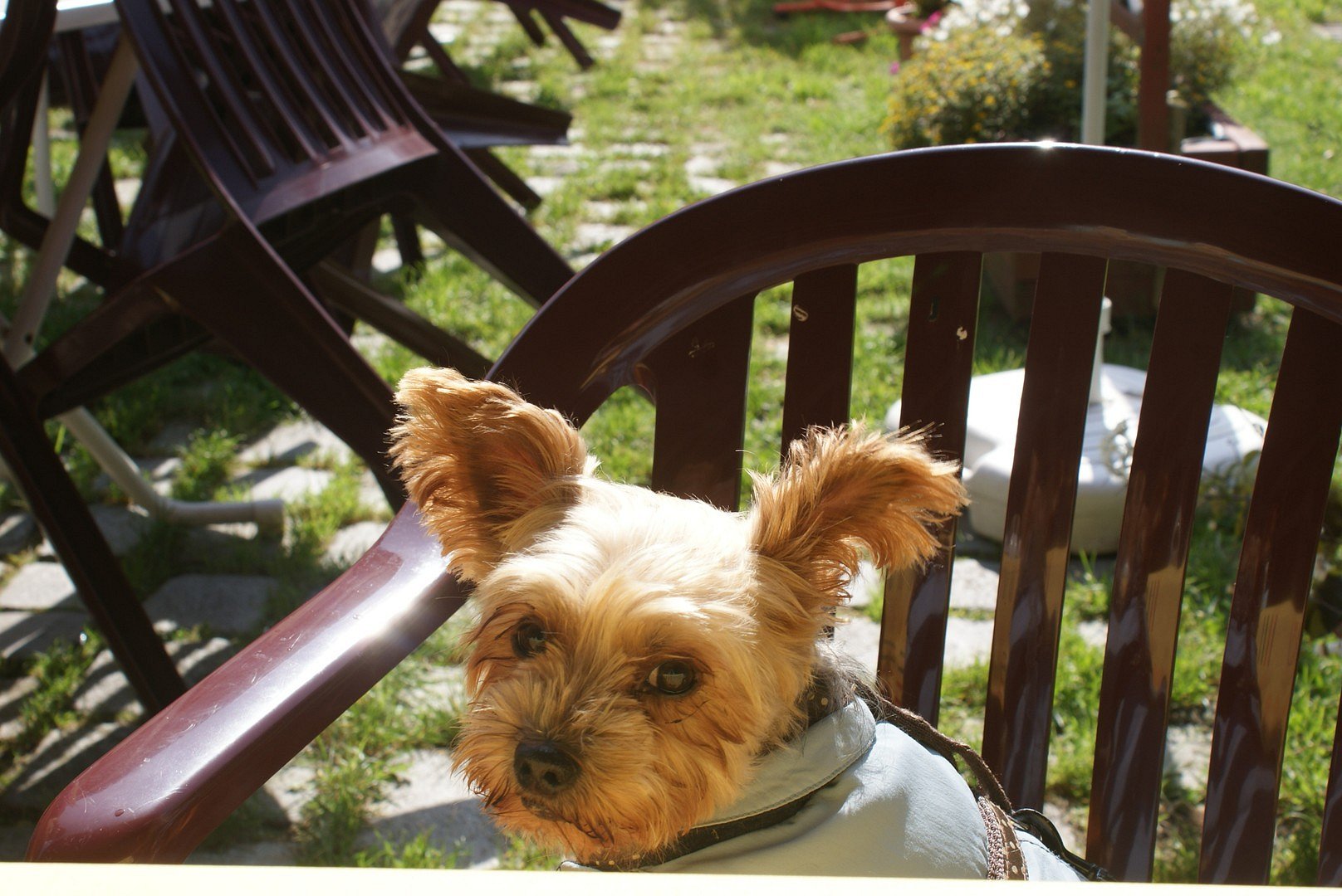 Achtung Hund