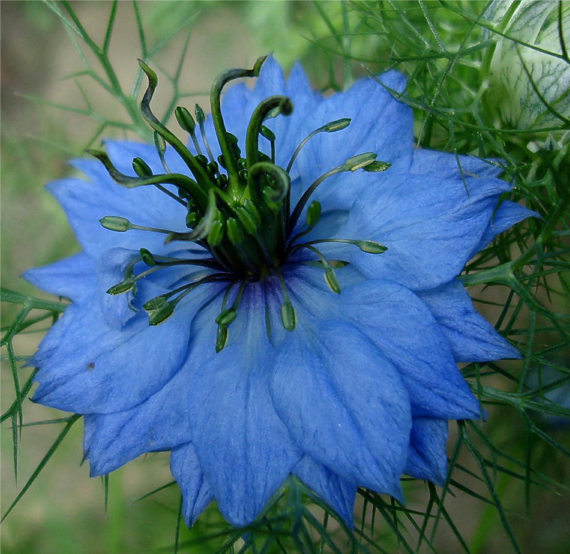 Love in a mist