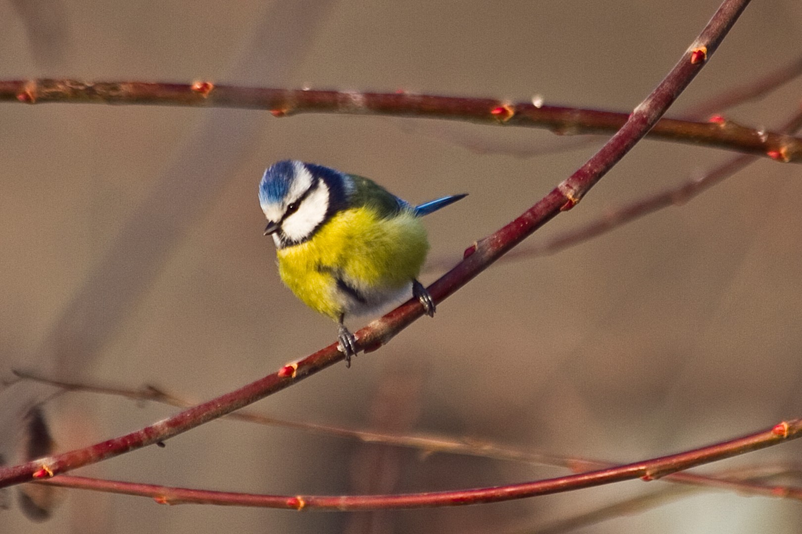 Blaumeise auf einem Zweig
