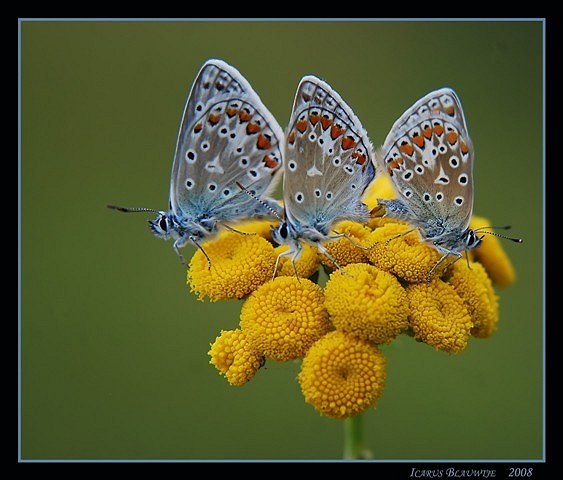3 vlinders