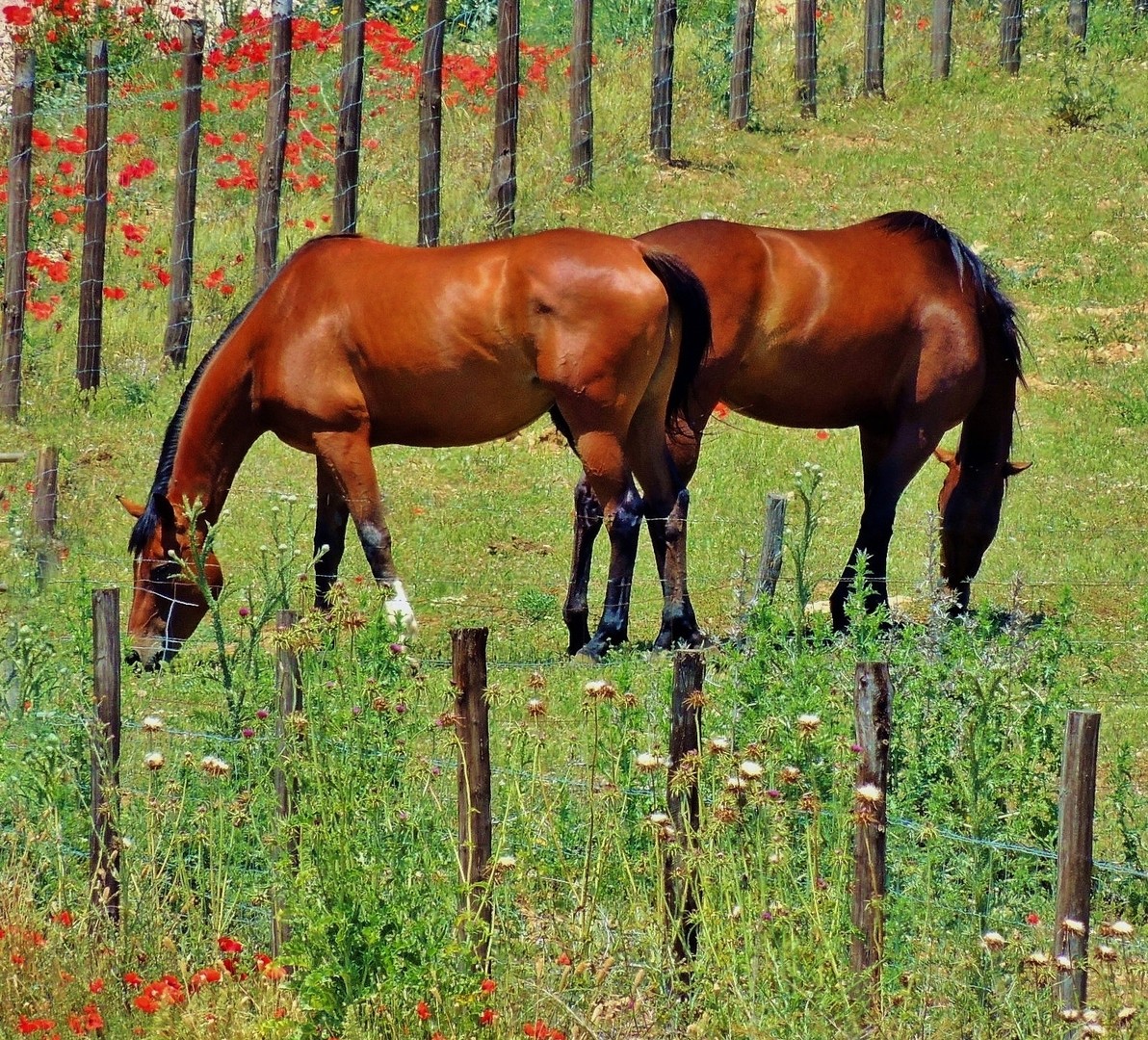 lucky horse