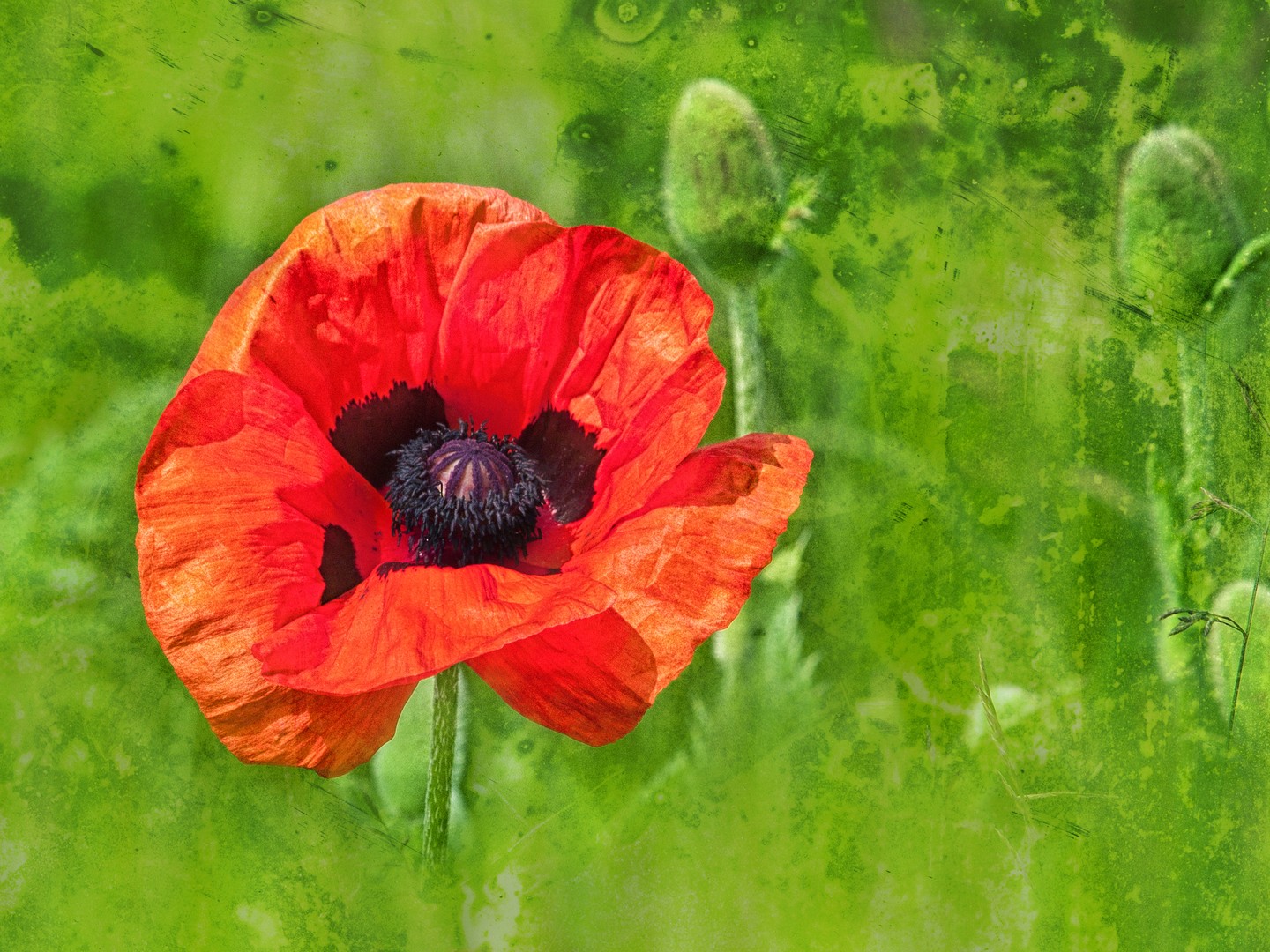 klatschmohn