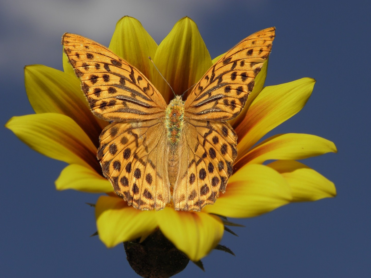 Miitagsblume mit Perlmutterfalter