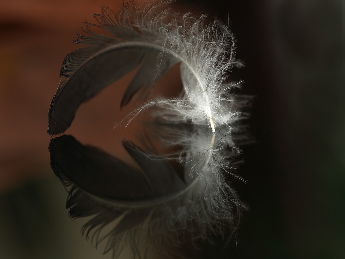 Wie eine Feder im Wind