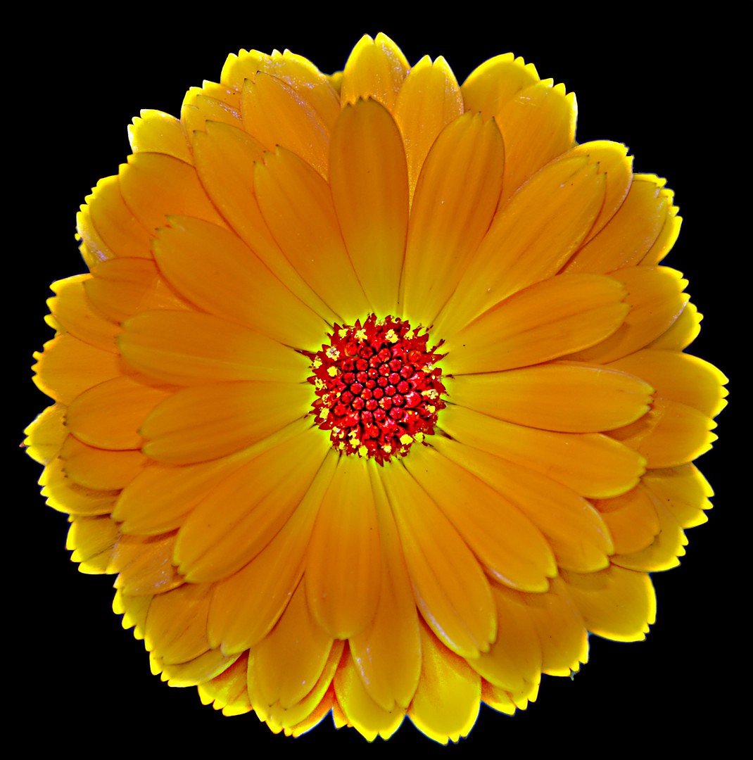 deutsche Blume