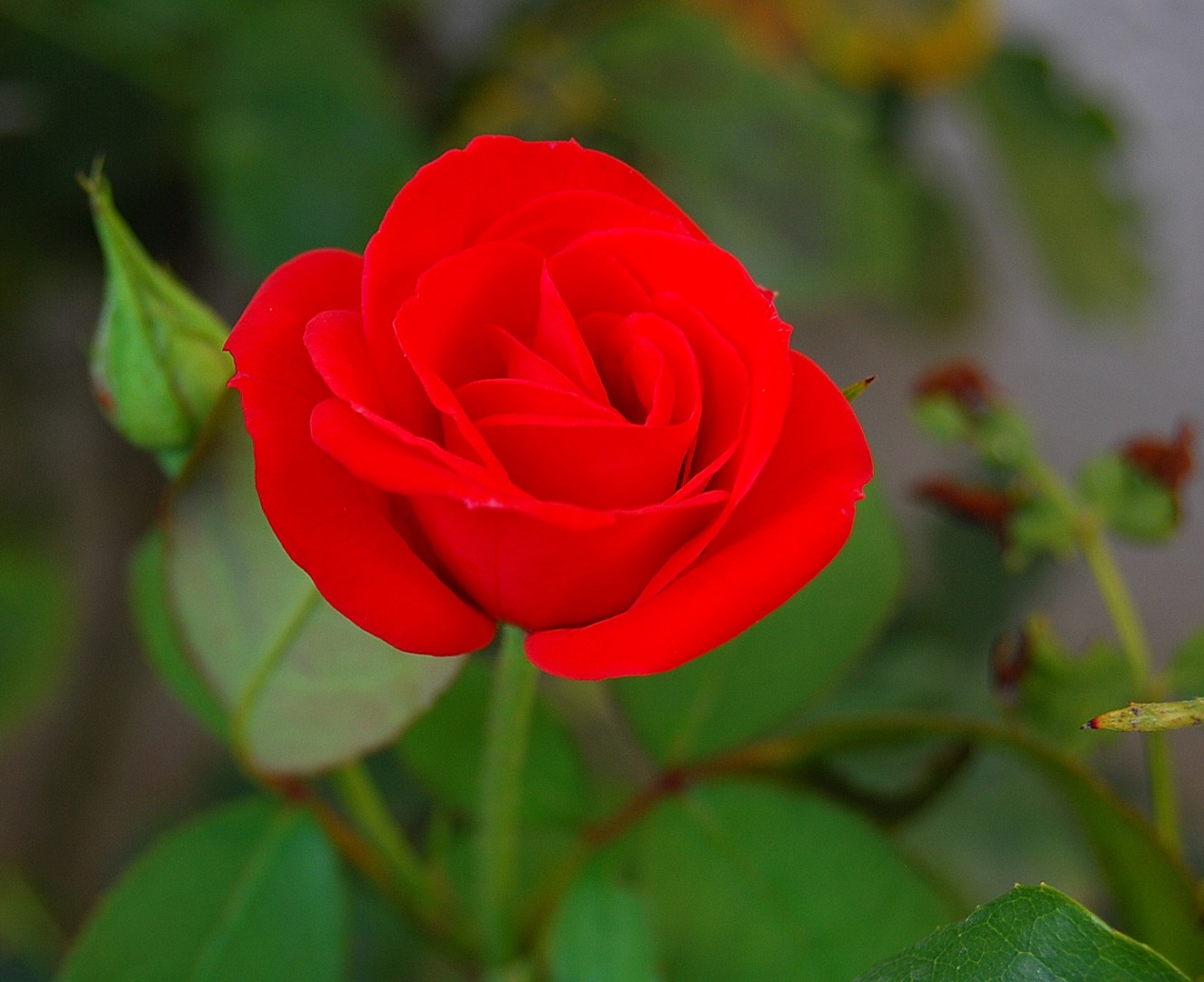 Rose.