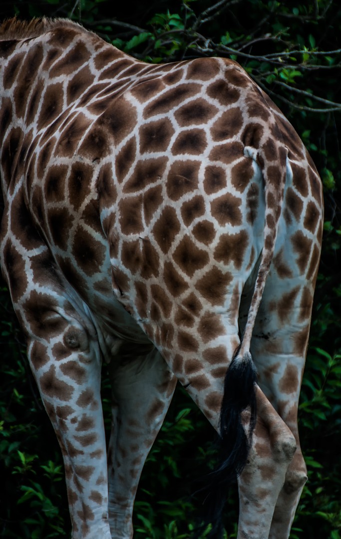 Giraffe von hinten