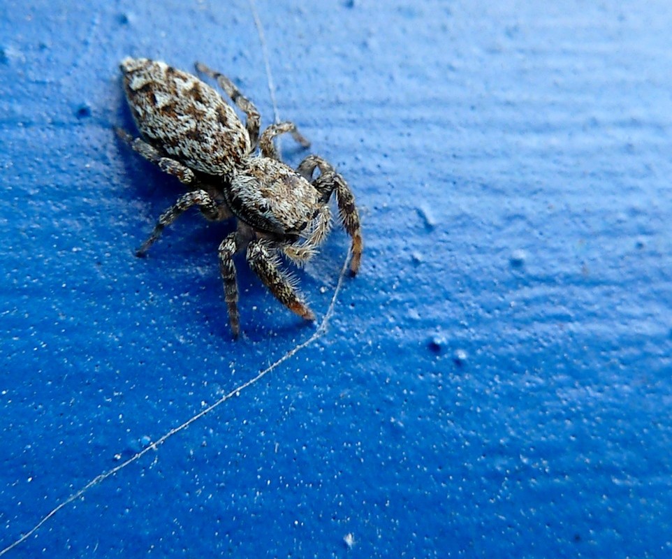 Kleine Spinne