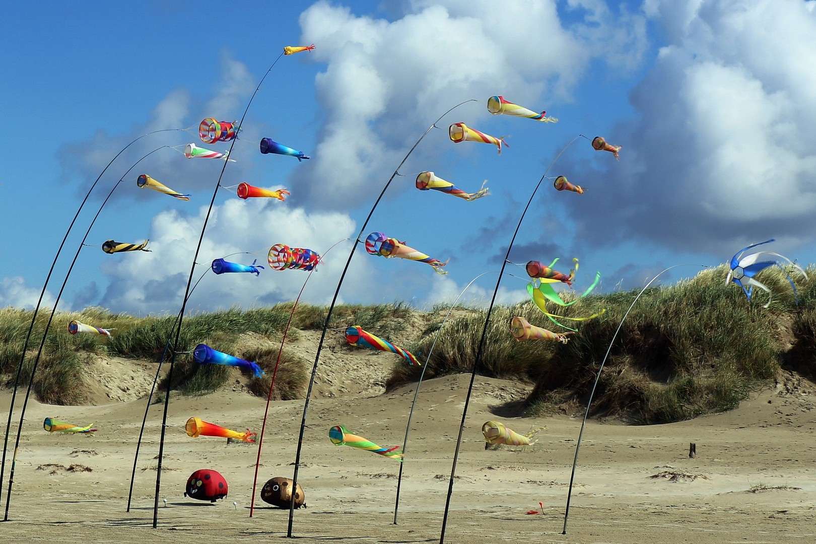 der Wind spielt sein Lied