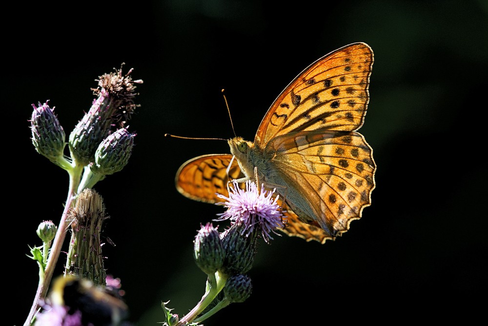 Der Kaisermantel (Argynnis paphia)