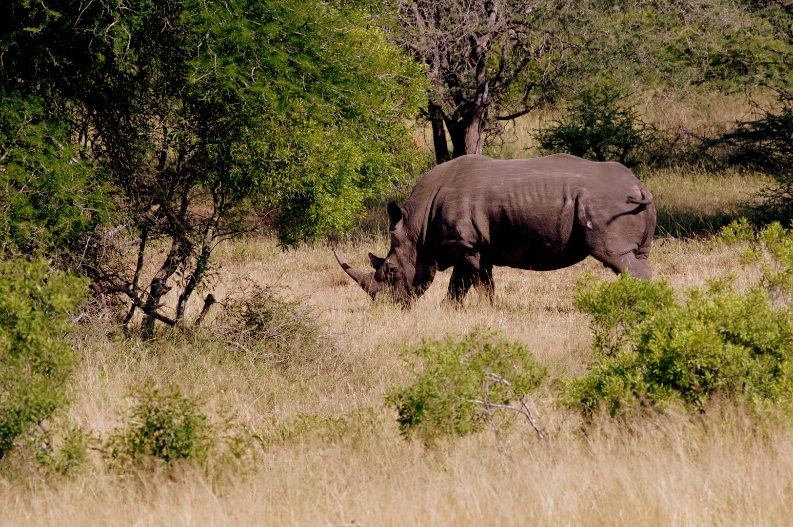 Nashorn im Krüger Nationalpark