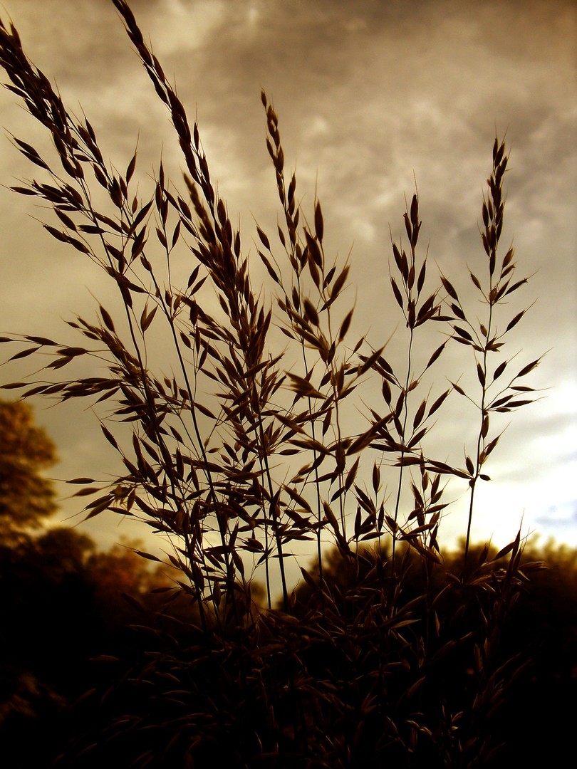 Abendstimmung