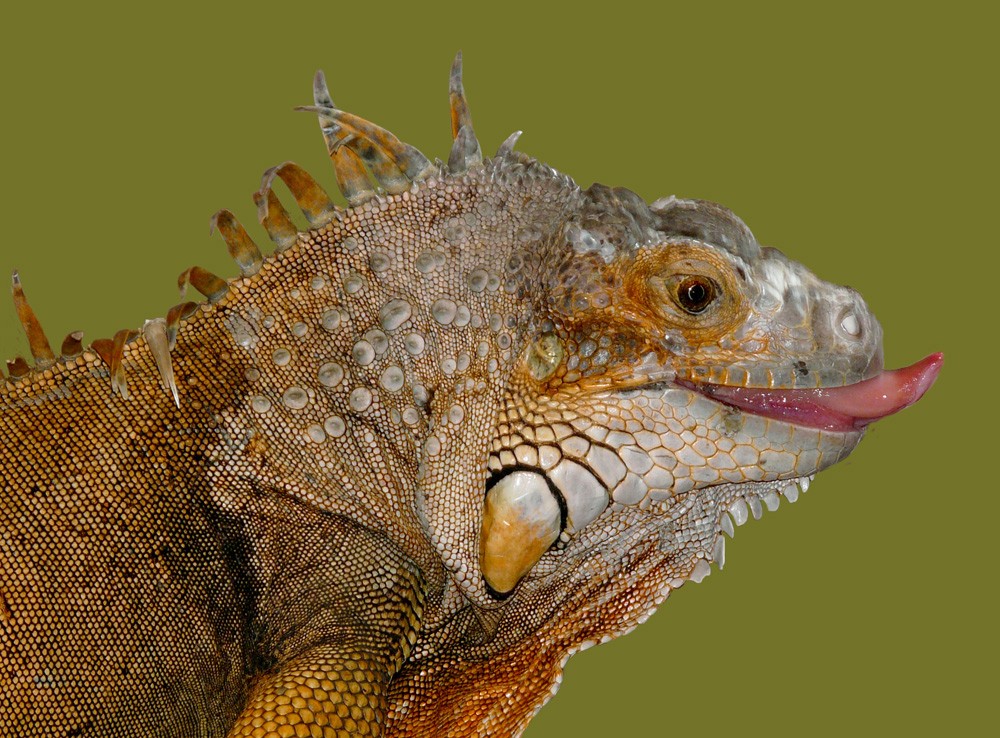 Leguan