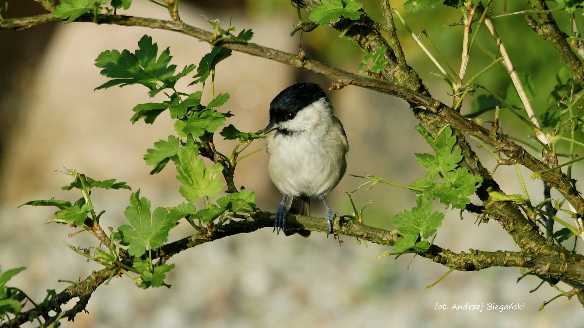 Tit Black - sikora czarnogöowa