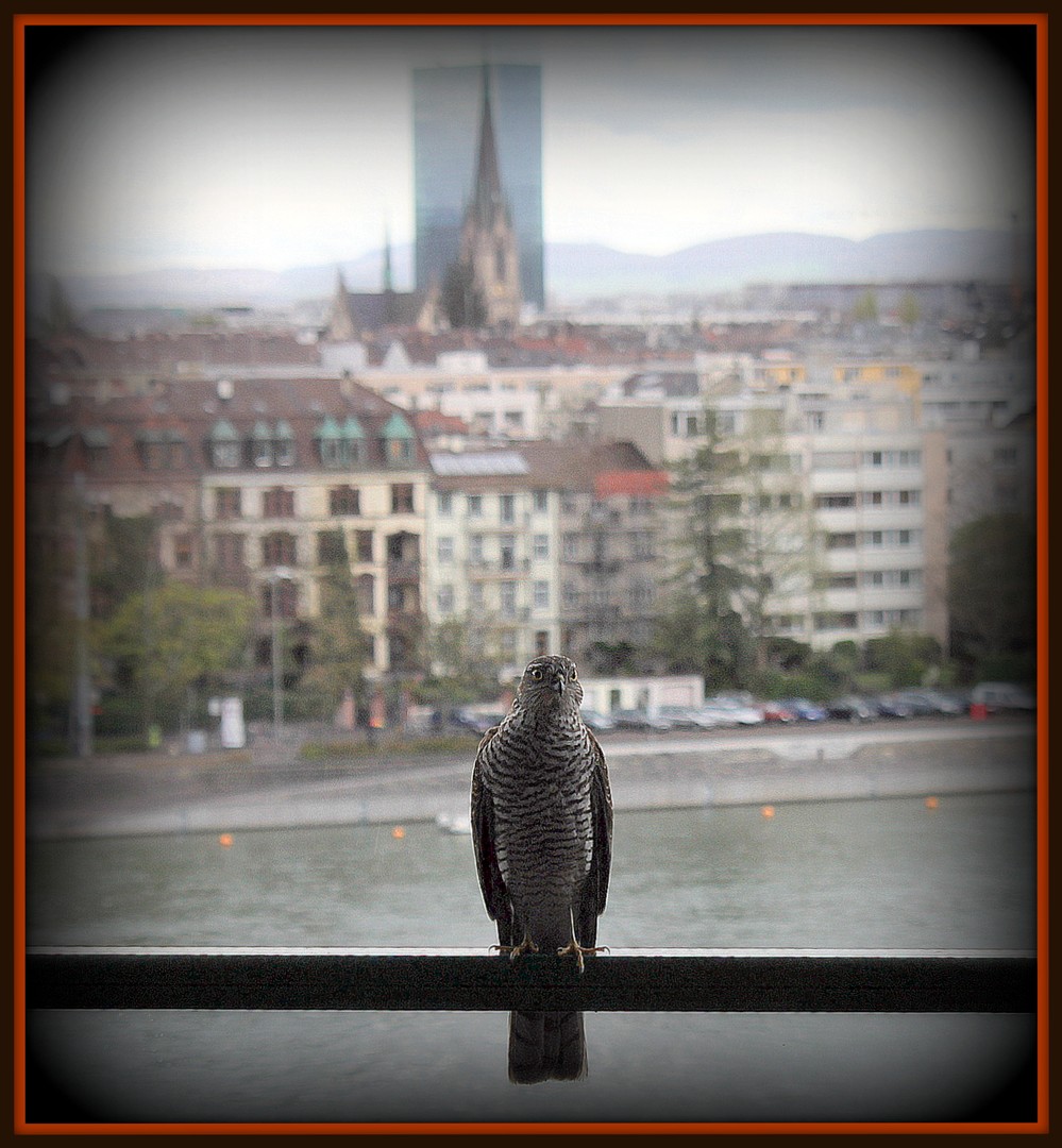 Ein Sperbermännchen ist auf Besuch