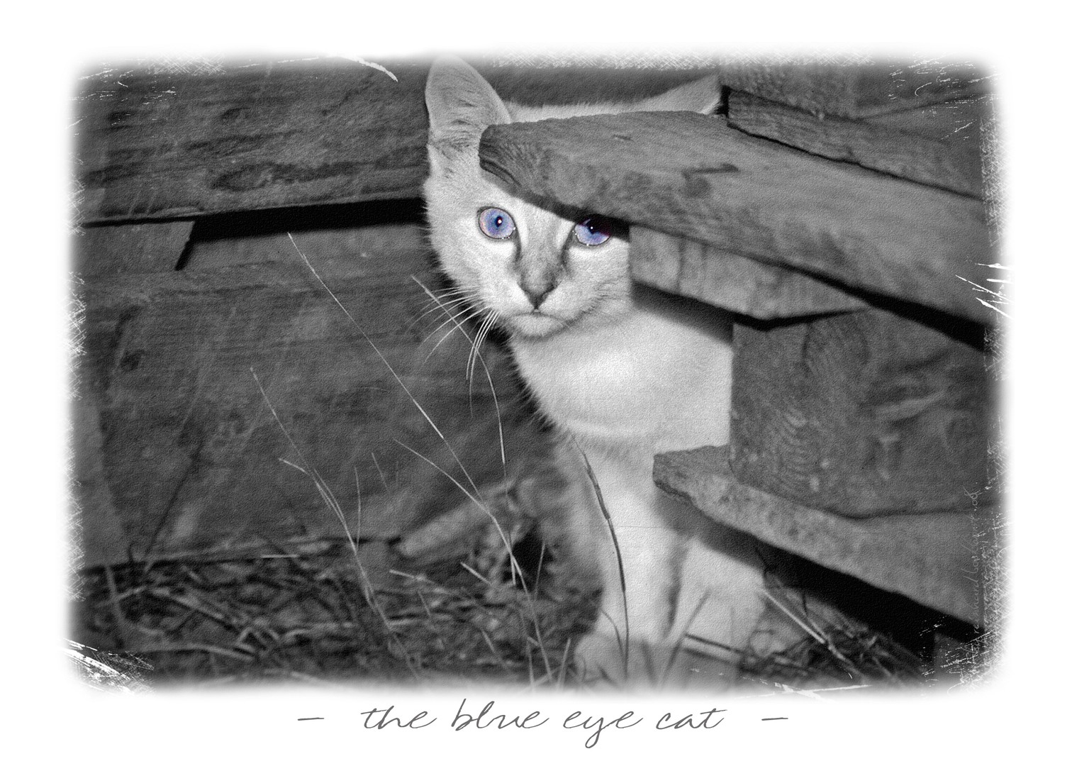 blue eyes cat