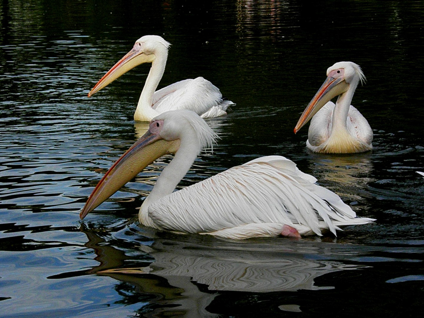 Pelikane ...