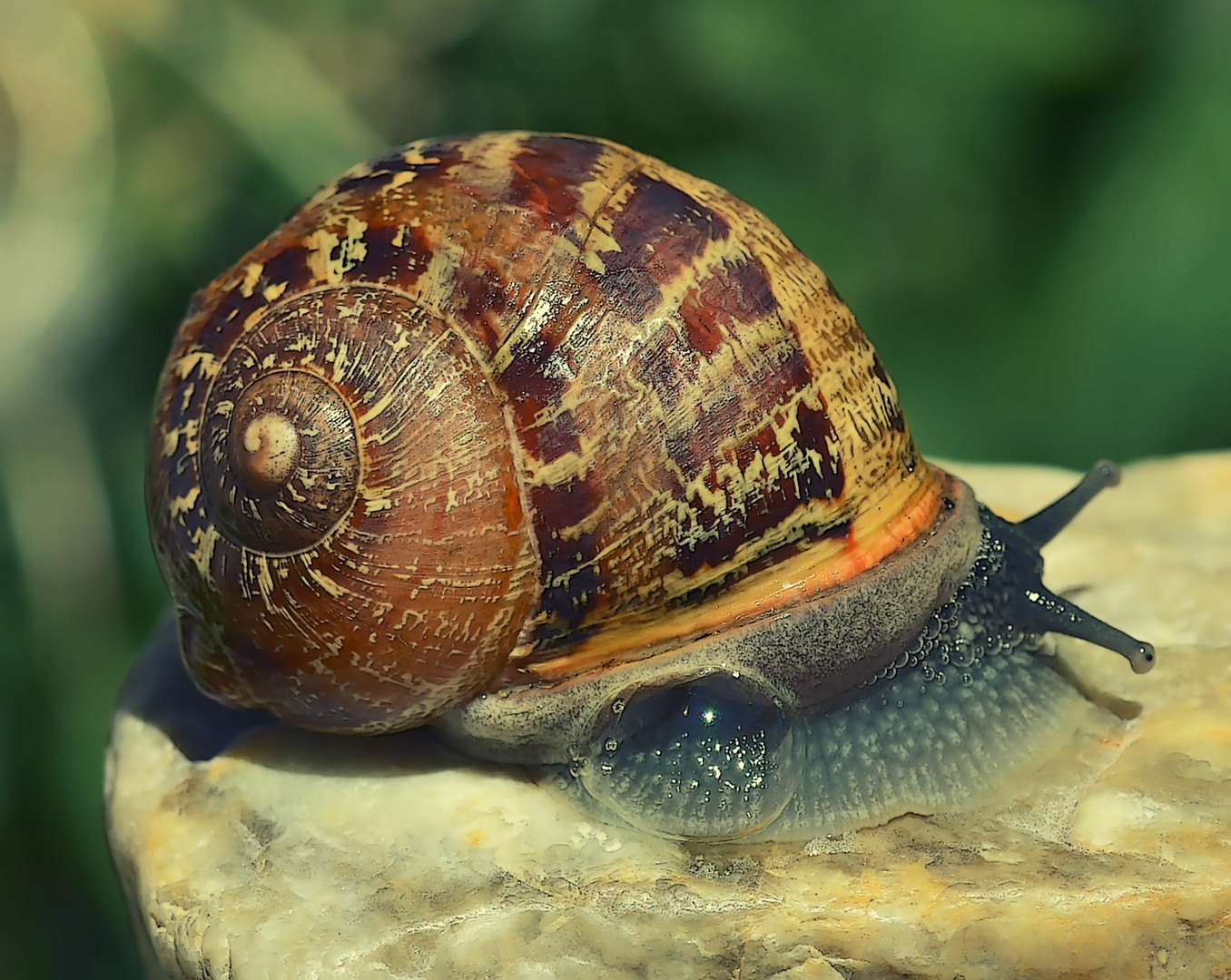 Weinbergschnecke