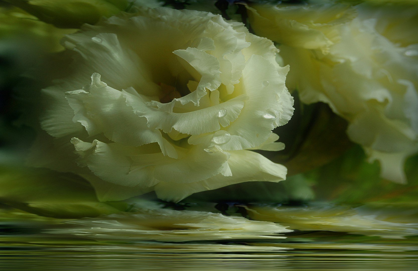 Dream Flower
