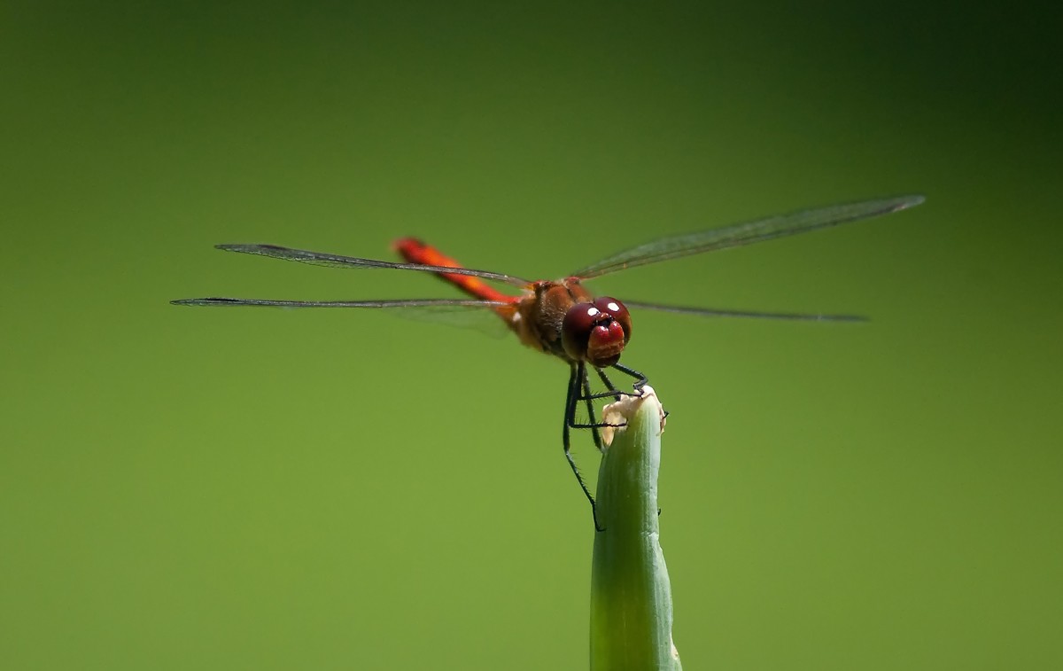 Libelle Name ?