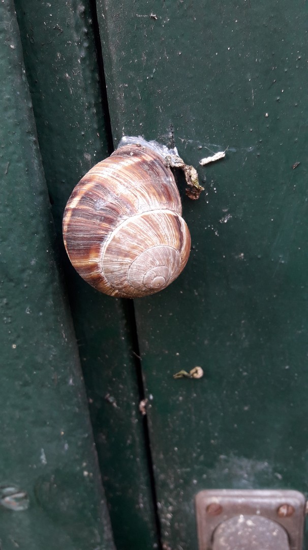 Escargot