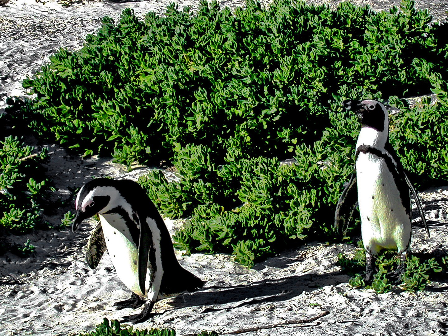 Pinguine