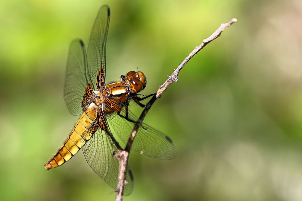 Plattbauch Libelle