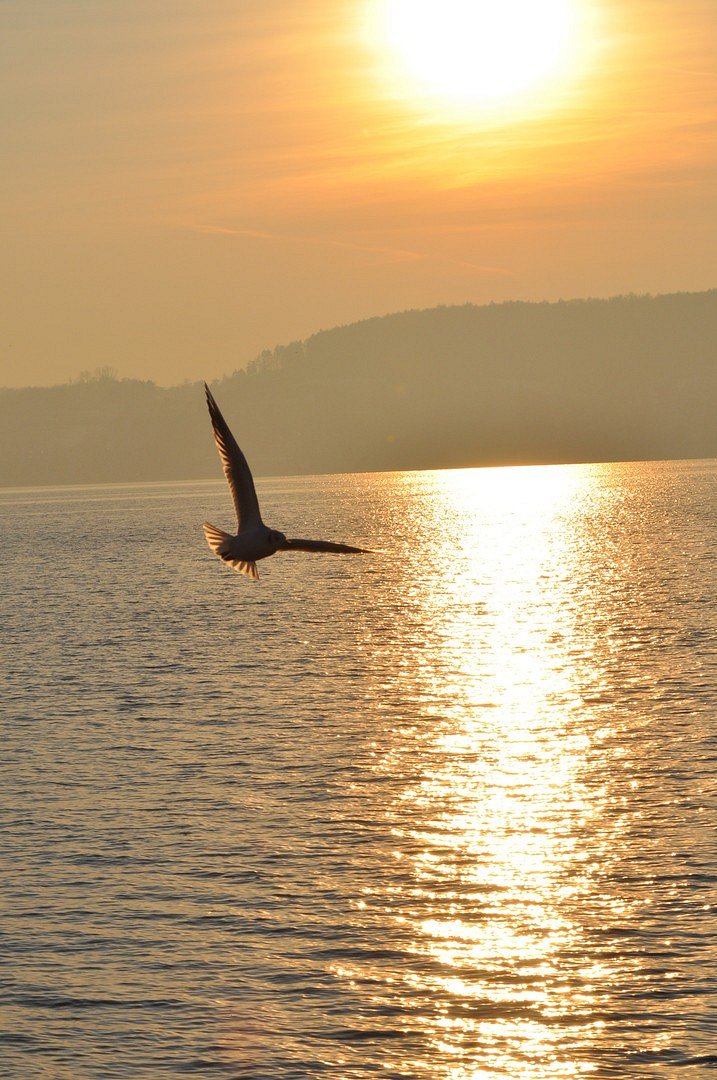 Möve im Sonnenuntergang
