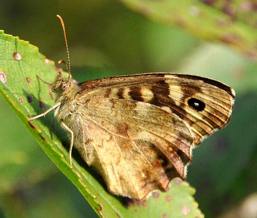 Tagfalter -Butterfly - Schmetterling