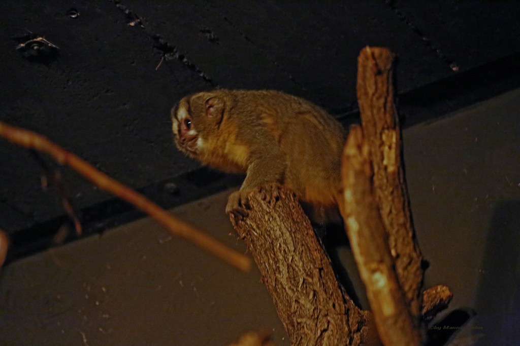Nachttierhaus Zoo Berlin