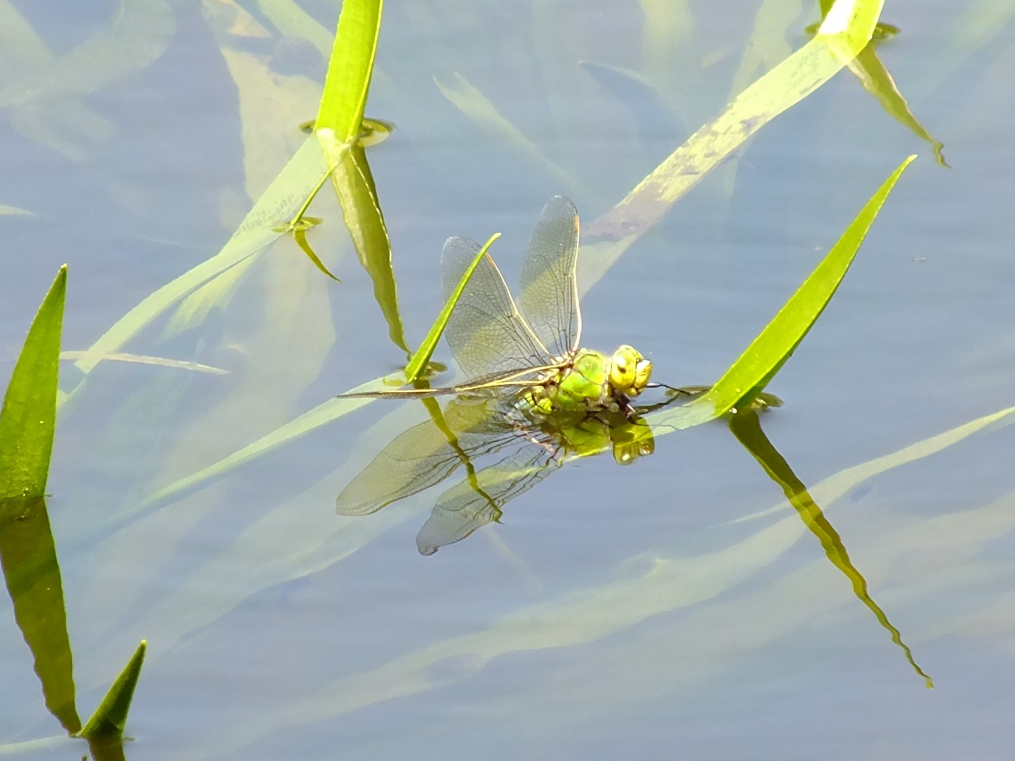 Libelle beim Leichen