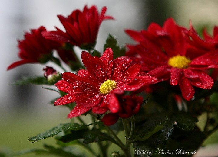 Wassertropfen werden rot