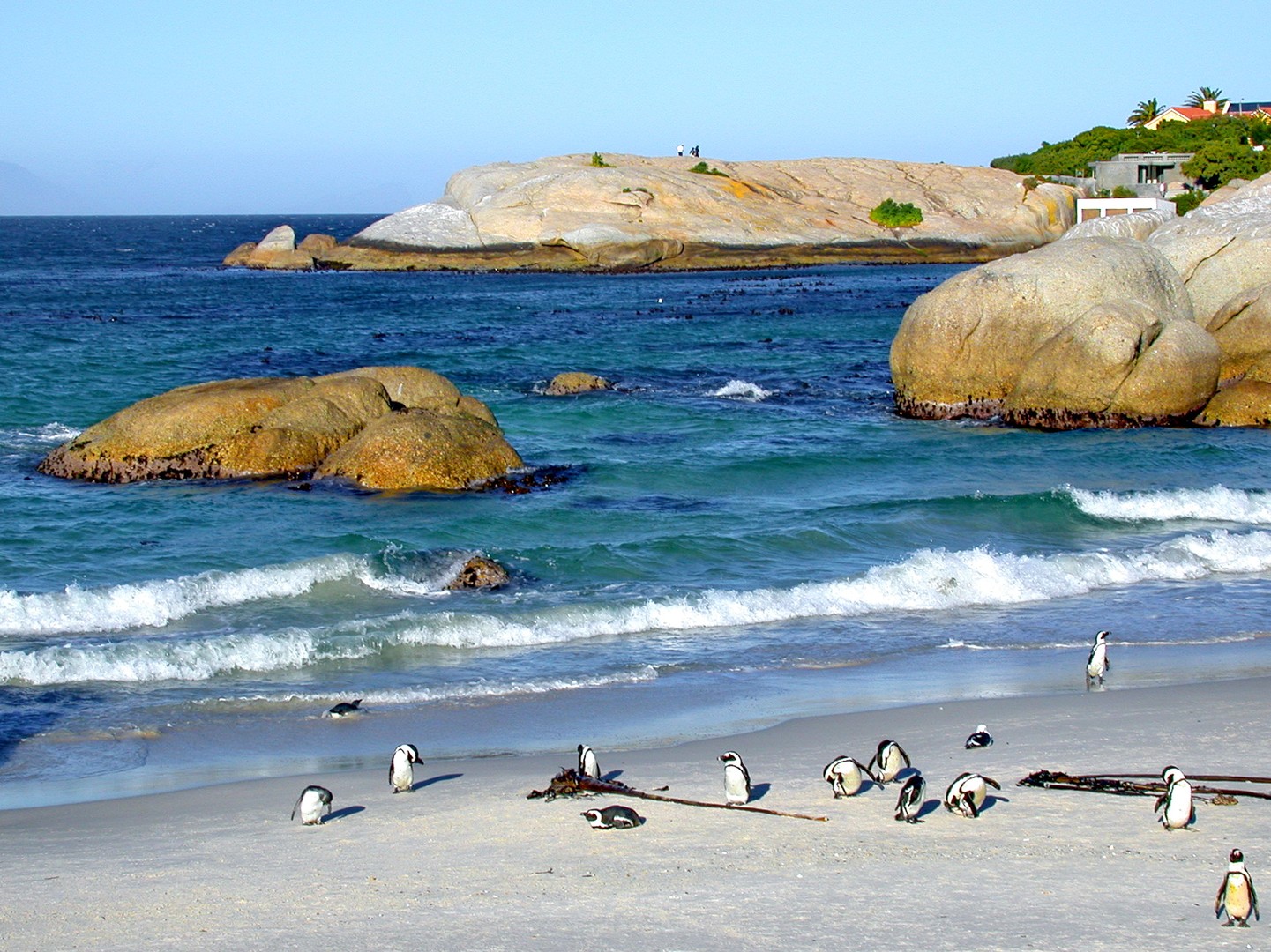 Pinguine am Strand