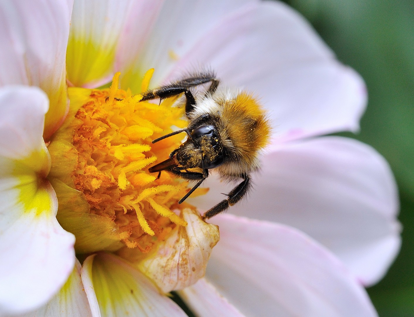 Insektenmakro