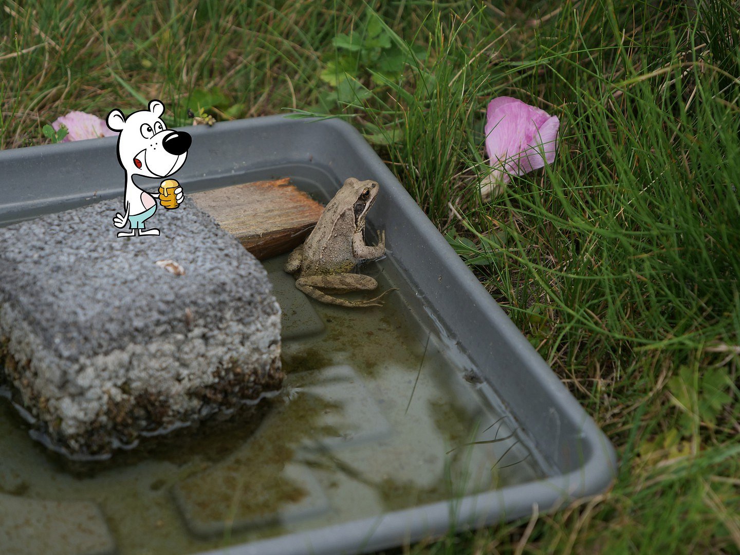 "Armer Frosch"