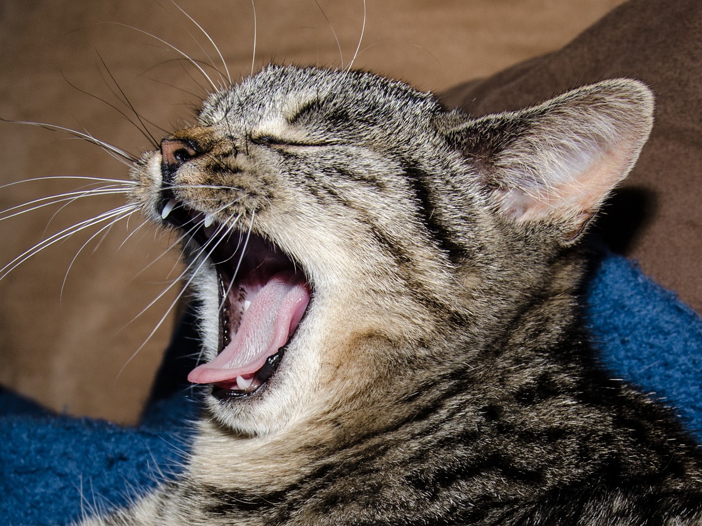 Luna mein Stubentiger