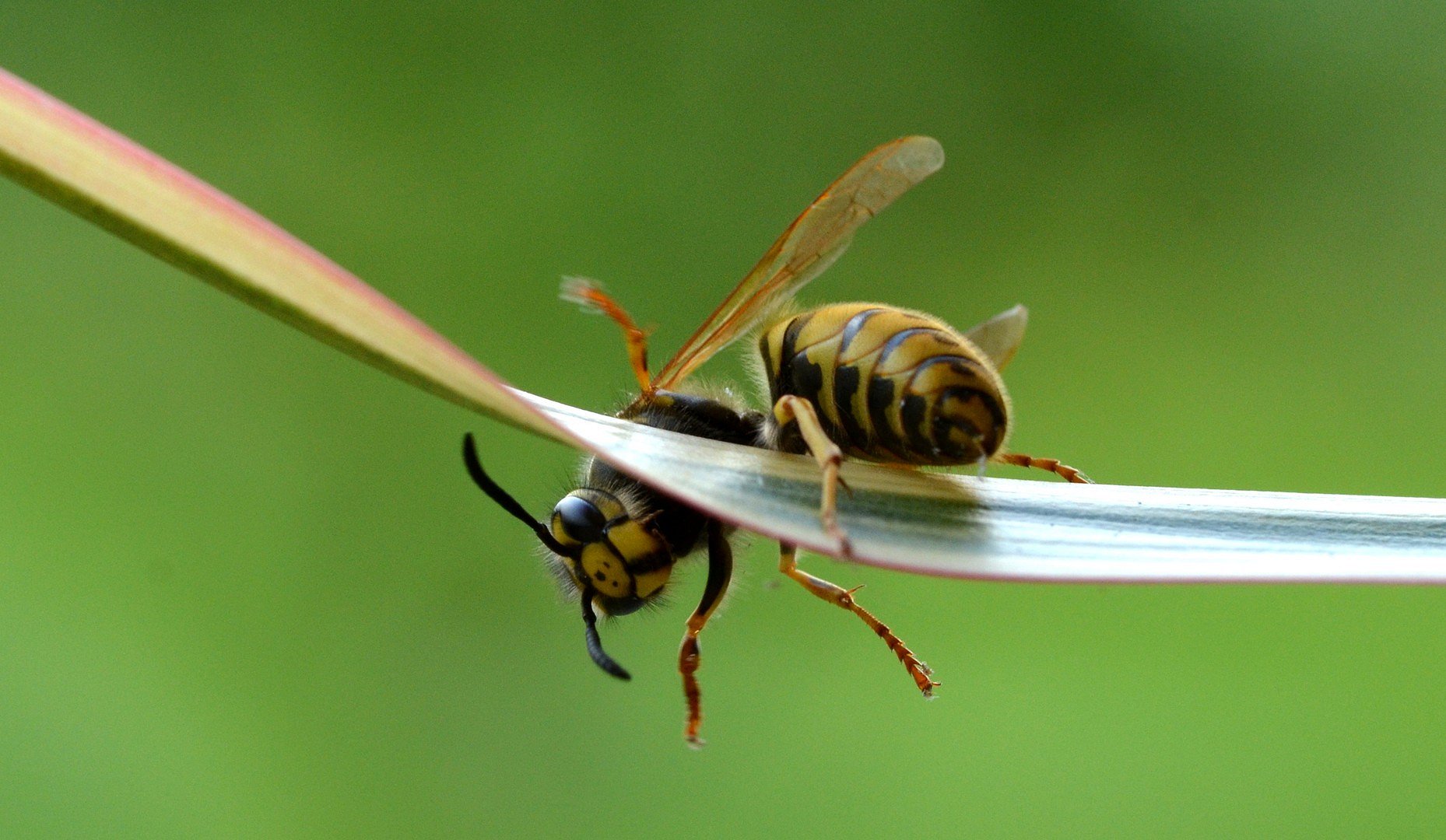 Kuckuck ... Aakrobaaat schöööön