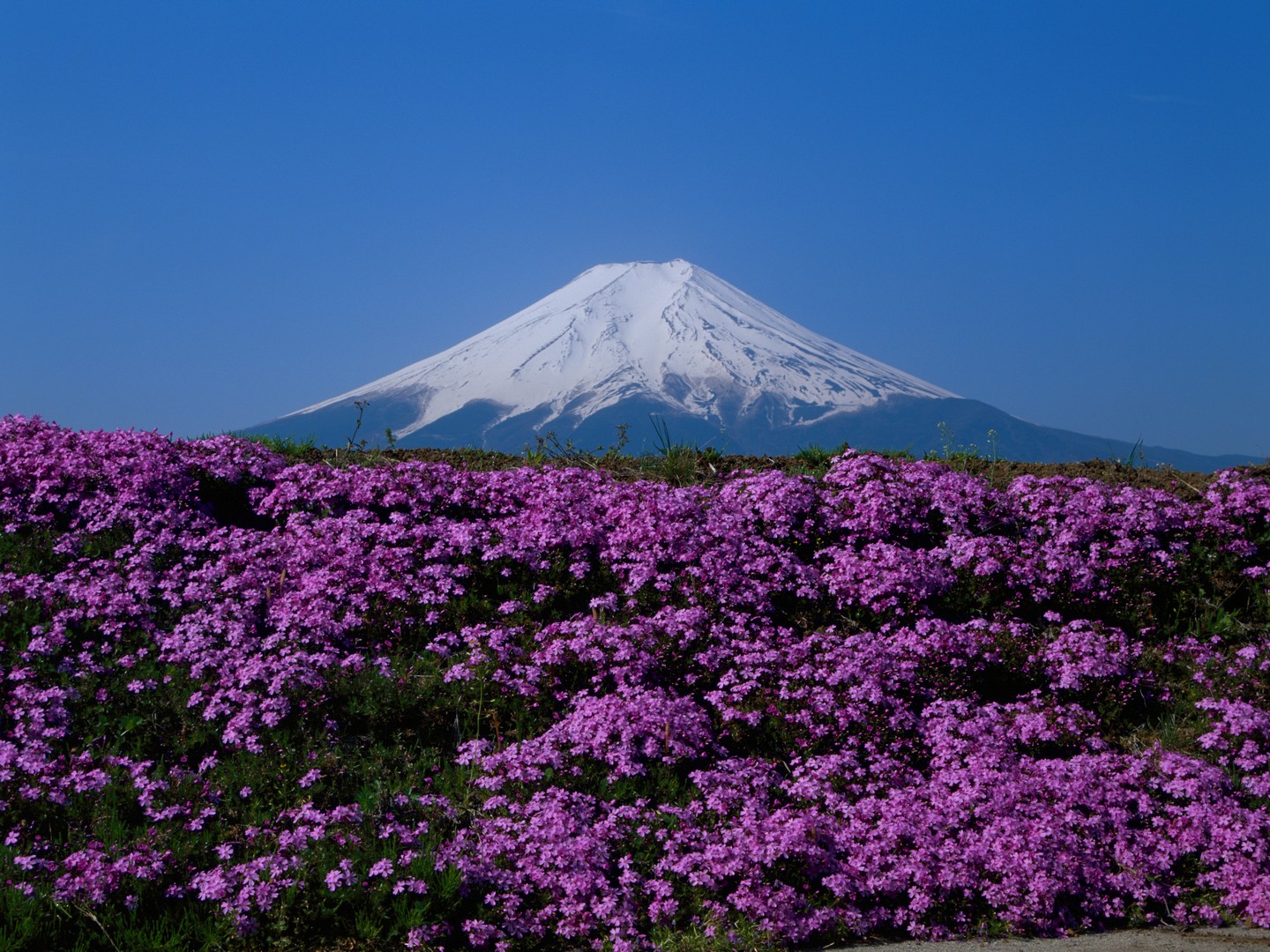 富士山と芝桜