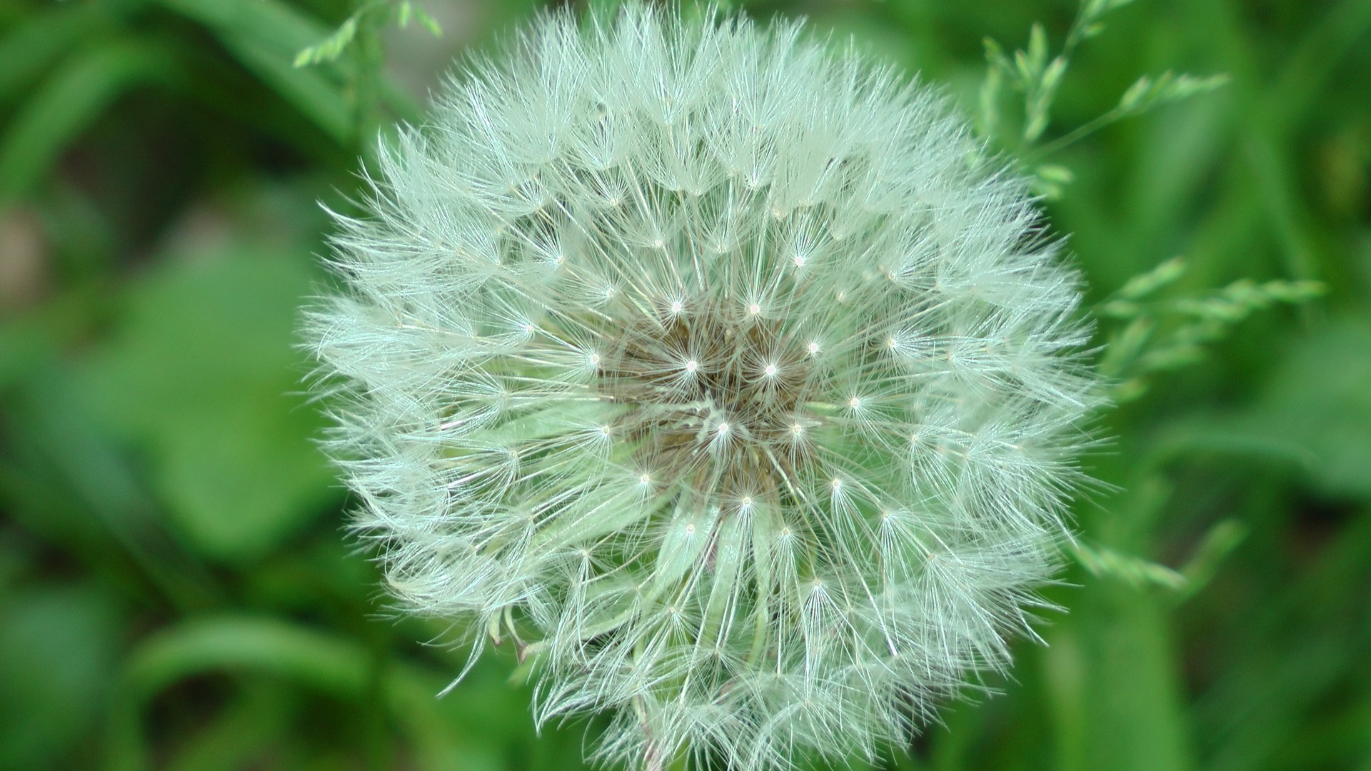 Fleur de pissenlitPetite fleur