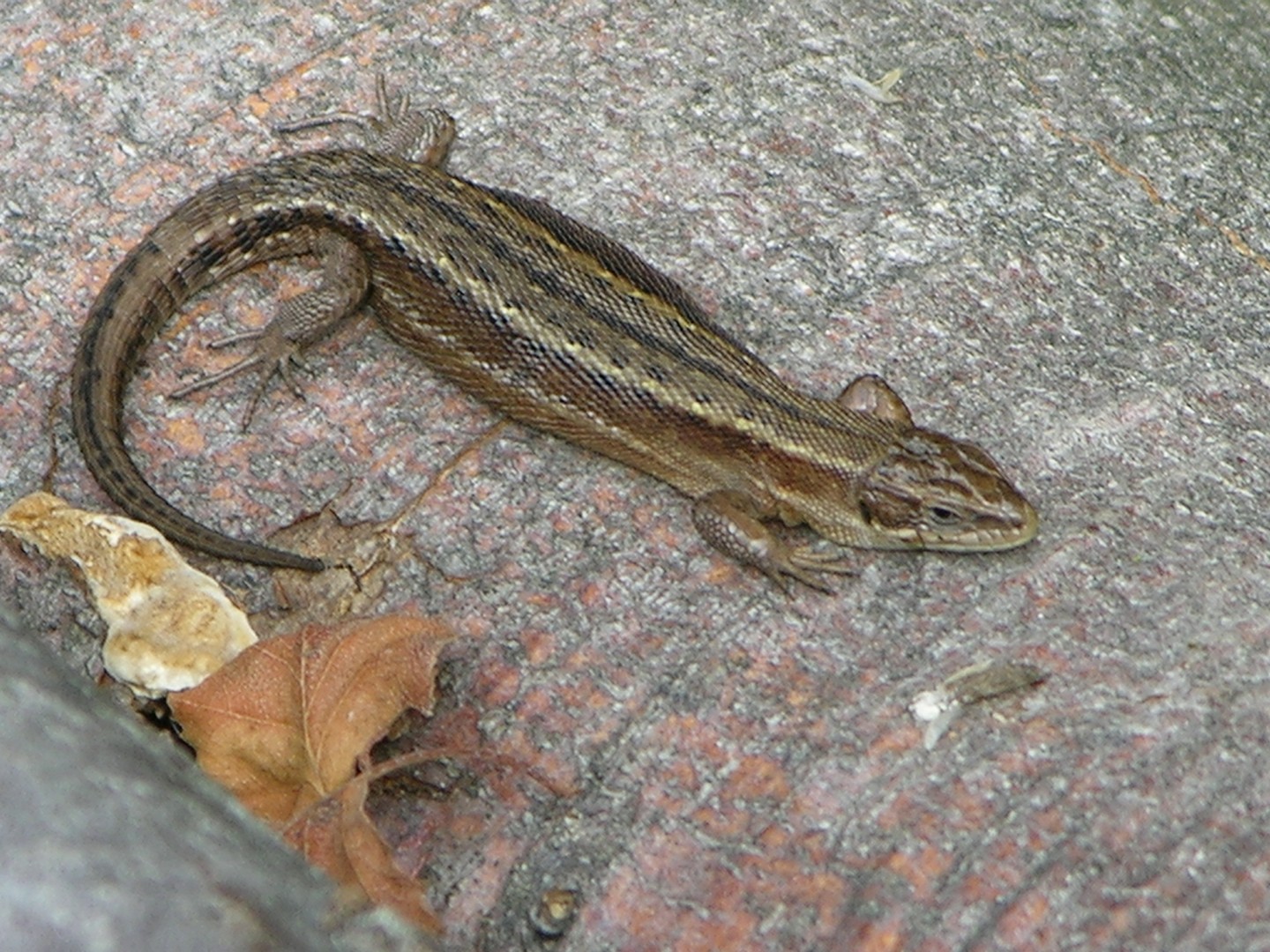 Meine Vorfahren waren Drachen