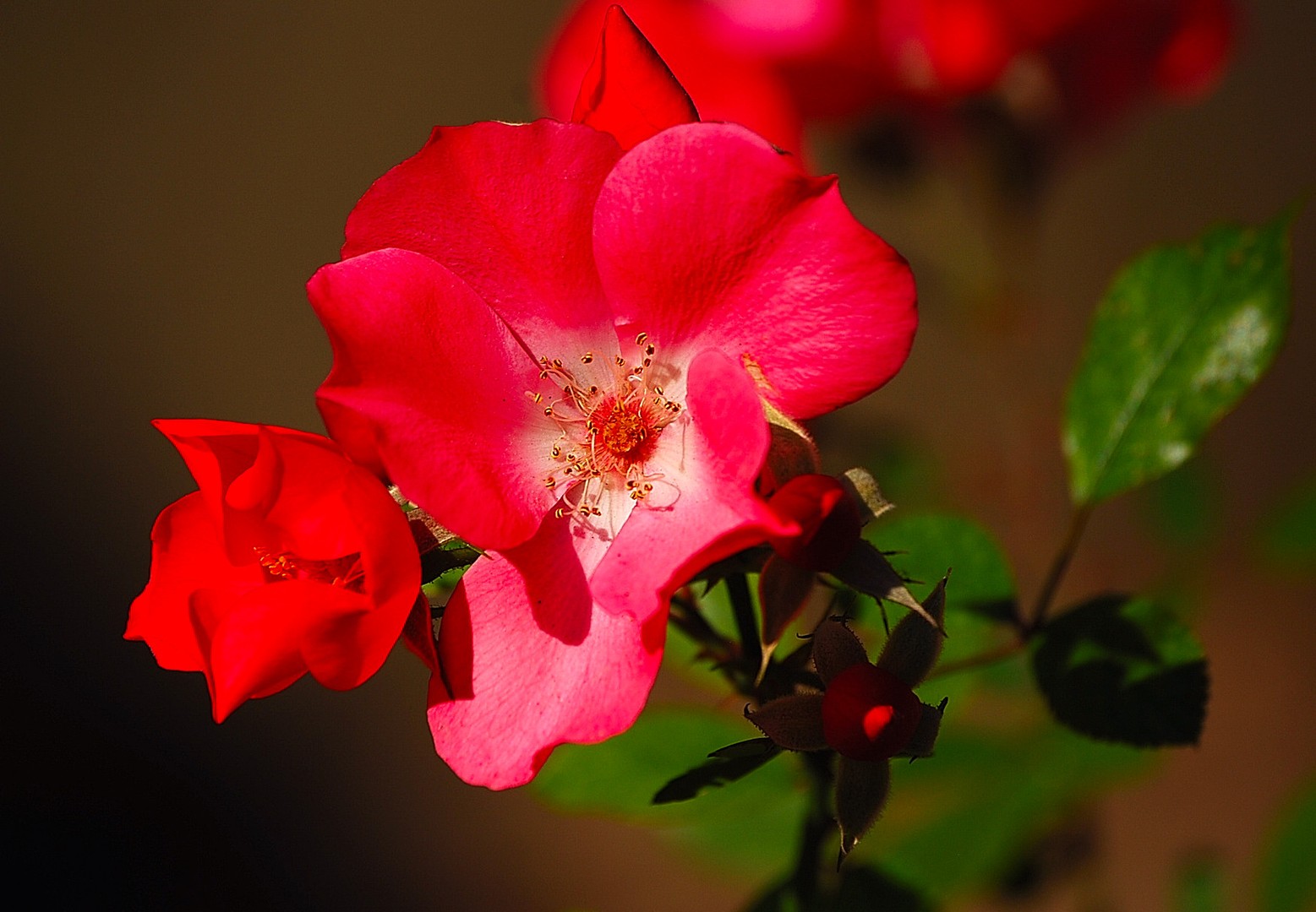 Rose.