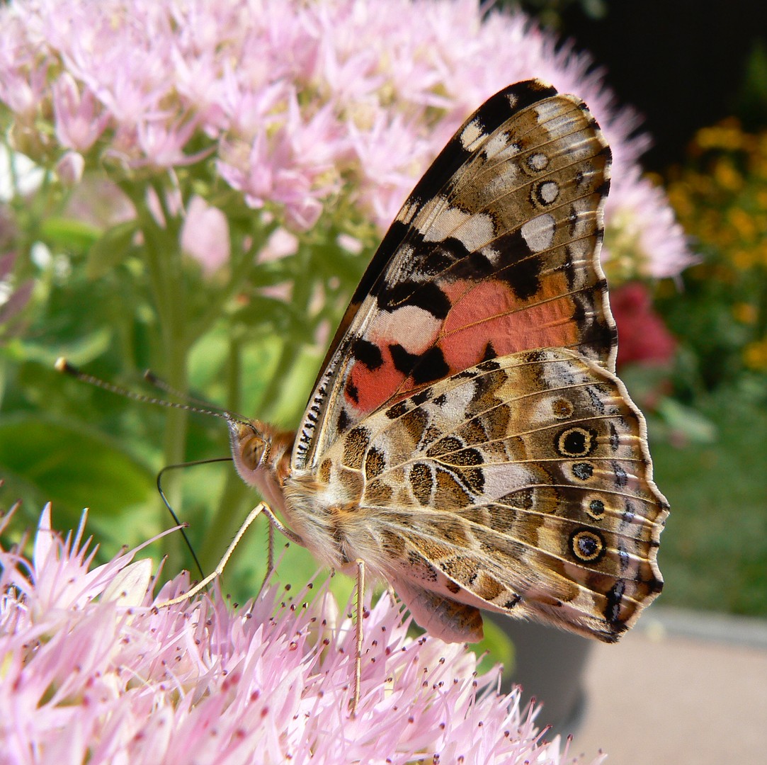 Vanessas Herbstausflug 3