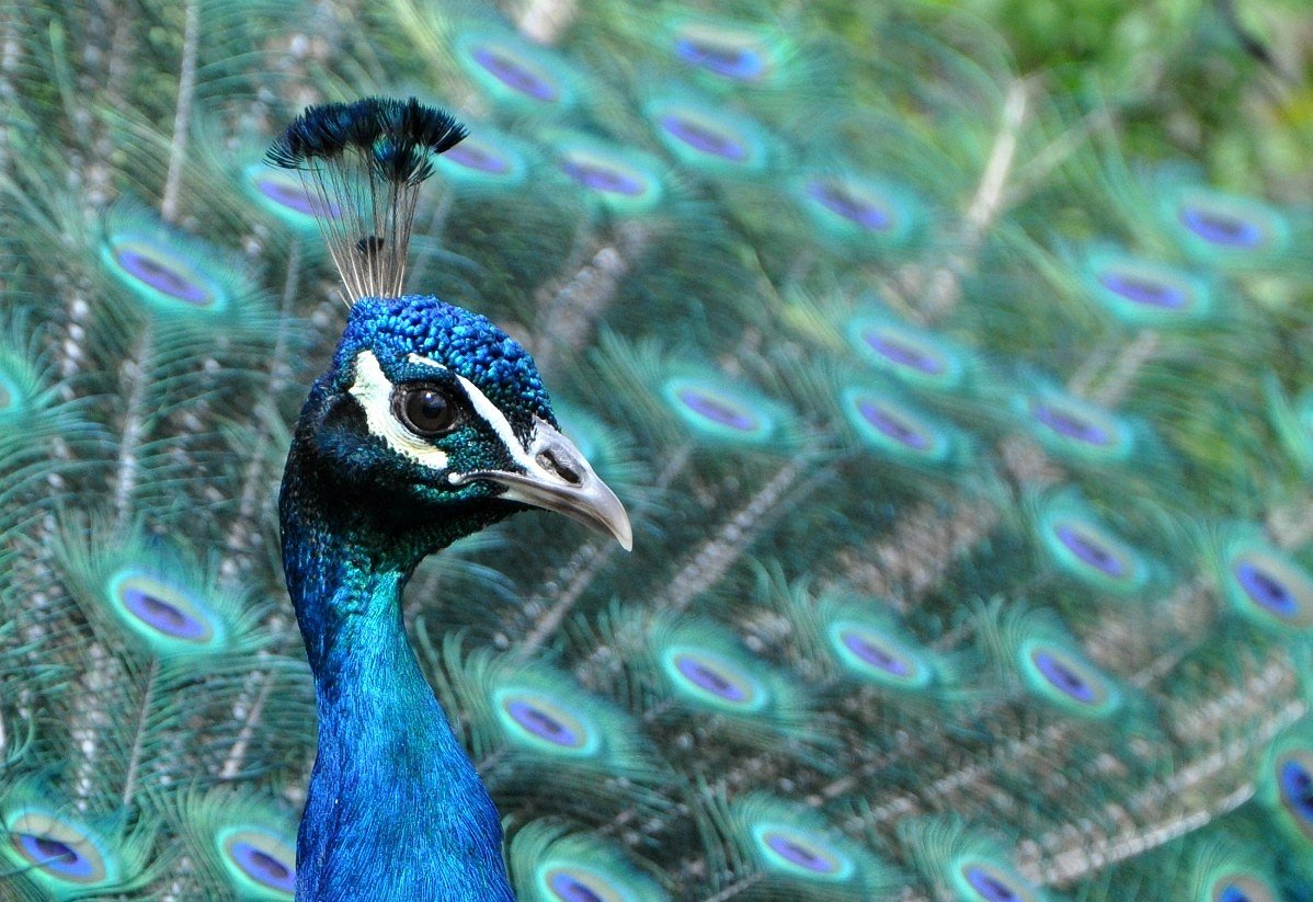 Peacock Portrait