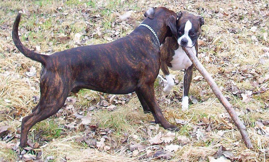 Boxerrüde Amigo und Boxerhündin Ayla beim Spielen