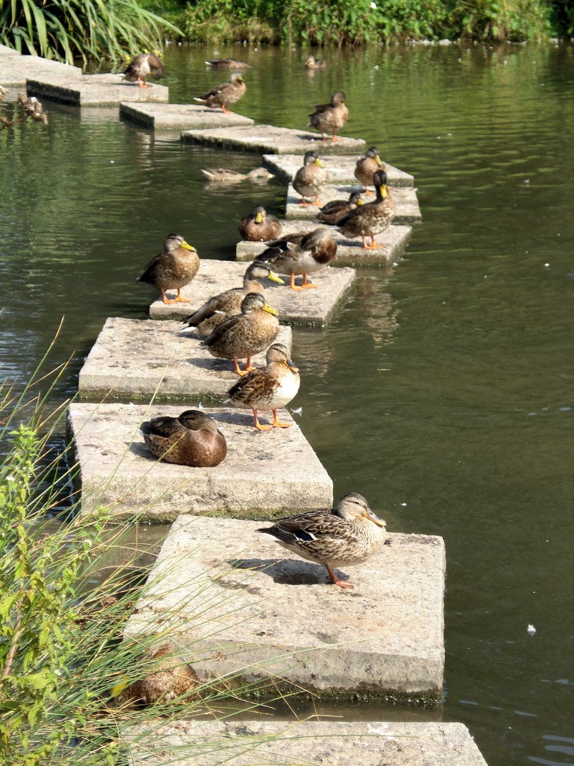 Alle meine Entchen