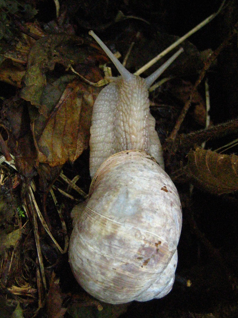 Weinbergschnecke ...