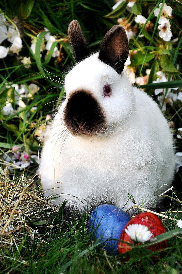 Rubie wünscht Frohe Oster!