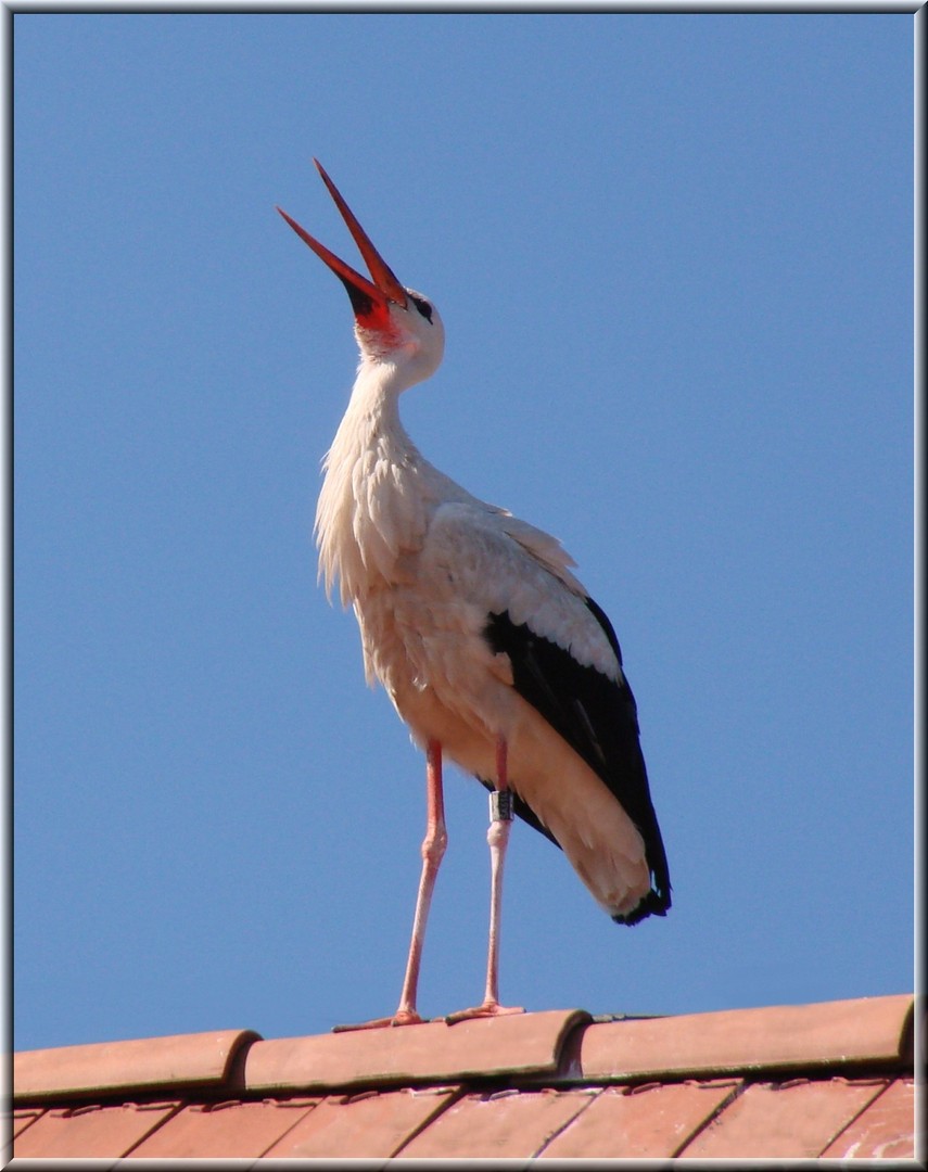 Adebar