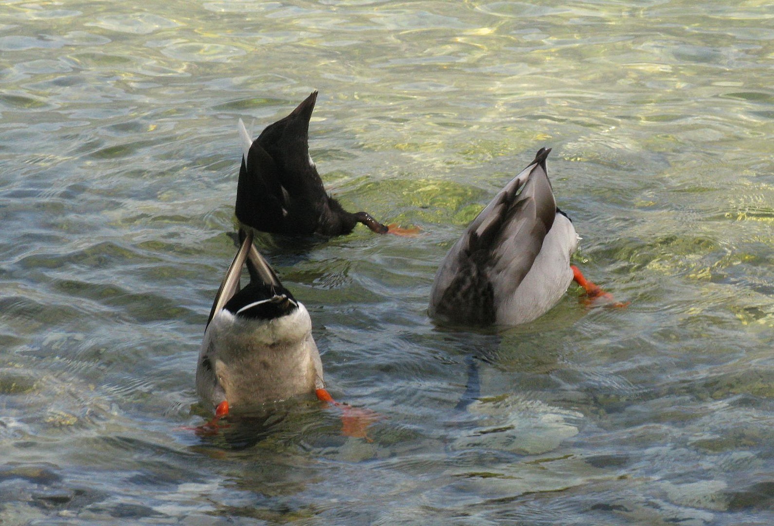 Diese drei Entchen schwimmen auf dem Gardasee.....